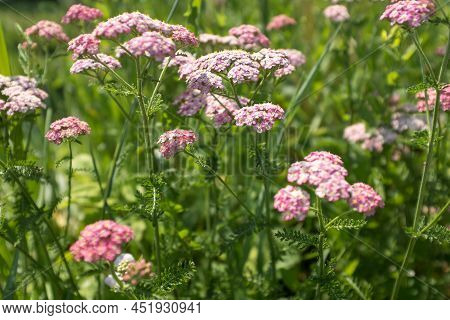Landscape With Yarrow Flowers, Selective Focus. Field With Pink Flowers Of Yarrow For Design Or Proj