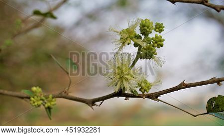 Closeup Of Flowers Of Pithecellobium Dulce Also Known As Manila Tamarind, Camachile, Guayamochil, Ma