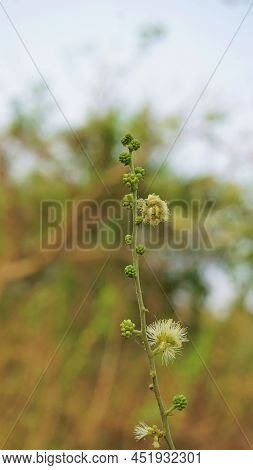 Closeup Of Flowers Of Pithecellobium Dulce Also Known As Manila Tamarind, Camachile, Guayamochil, Ma