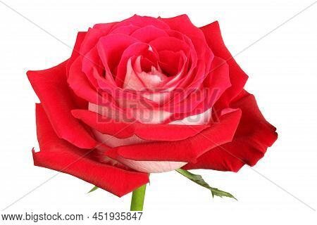 Big Red Rose On White Background. Closeup. Side View