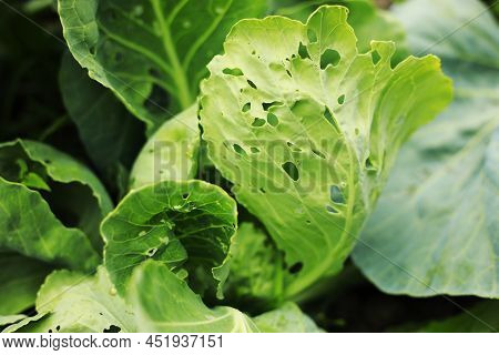 Cabbage Grow In The Garden. Agriculture. Healthy And Healthy Food For Humans. The Cultivation Of Cab