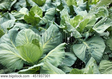 Cabbage Grow In The Garden. Agriculture. Healthy And Healthy Food For Humans. The Cultivation Of Cab