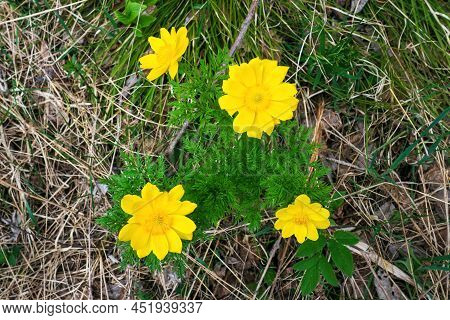 Top View Of Flowers Adonis Vernalis, Known As Spring Pheasants Eye, Yellow Pheasants Eye And False H