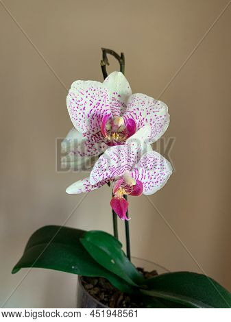 White And Purple Blooming Moth Orchid Flower, Also Know As Moon Orchid And Anggrek Bulan.