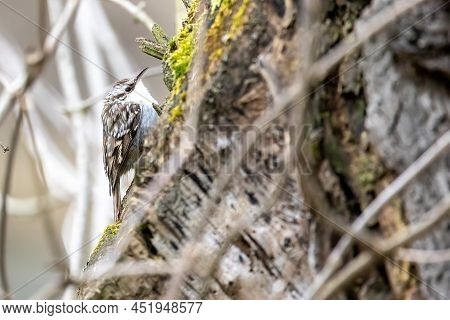 A Treecreeper On A Tree At A Cold Day In Winter.