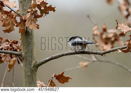 A Long-tailed Tit Sitting On A Branch Of A Tree At The Mönchbruch Pond In A Natural Reserve In Hesse
