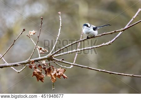 A Long-tailed Tit At A Feeding Place At The Mönchbruch Pond In A Natural Reserve In Hesse Germany.