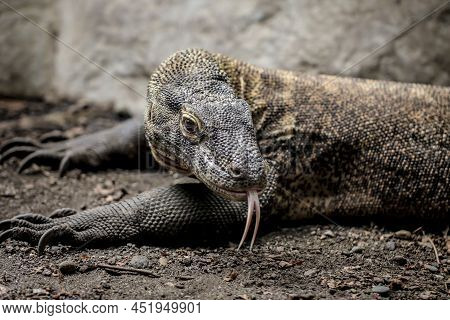 A Komodo Dragon Lizard With Its Tongue Out.