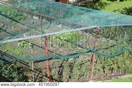 Vegetable Garden With Cultivation Of Vegetables And The Plastic Net For Protection Against Hail And 