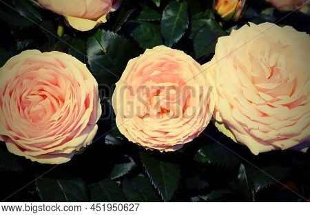 Three Big Roses In The Garden With An Antique And Vintage Effect