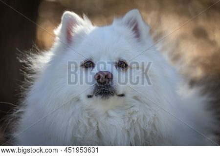 The Japanese Spitz Is A Small To Medium Breed Of Dog Of The Spitz Type.