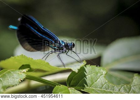 An Ebony Jewelwing Standing On A Leaf.