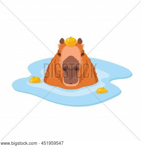 Funny Vector Capybara Sitting In The Water With A Tangerine On Its Head Isolated On White Background