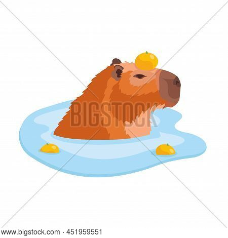 Portrait Of A Capybara Sitting In The Water With A Tangerine On Its Head In Profile Isolated On Whit