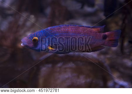 The  Axillary Wrasse (symphodus Mediterraneus) In Aquarium.