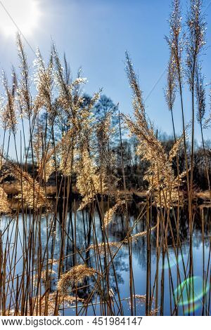 Kamysh - Perennial Family Of Perennial Coastal Aquatic Plants, Early Spring River Bank, Blurred Back
