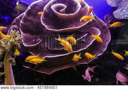 These Are Inhabitants Of Coral Reefs (a Flock Of Golden Antias) In Aquarium.