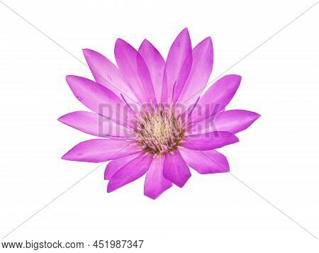 Purple Flower Of Annual Everlasting Or Immortelle, Isolated On White, Xeranthemum Annuum