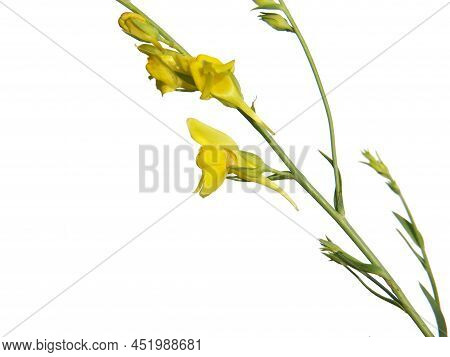 Yellow Flower Of Broomleaf Or Broom-leaved Toadflax Isolated On White, Linaria Genistifolia