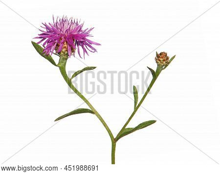 Purple Flower Head Of Brown Knapweed Isolated On White, Centaurea Jacea