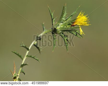 Yellow Flower Of Woolly Distaff Thistle, Carthamus Lanatus