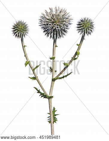 Flower Head Of Globe Thistle Isolated On White, Echinops Sphaerocephalus