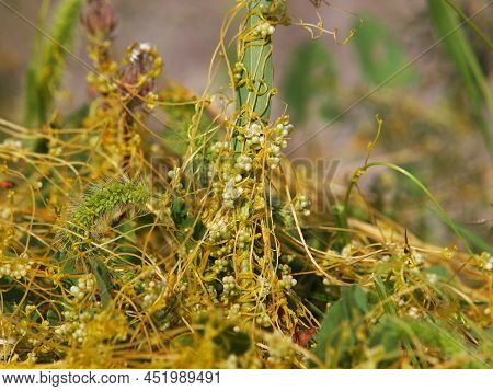 The Greater Dodder Or European Dodder, Parasitic Plant. Cuscuta Europaea
