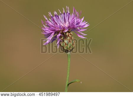 Purple Flower Head Of Centaurea Stereophylla Plant