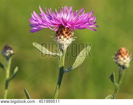 Purple Flower Head Of Brown Knapweed, Centaurea Jacea