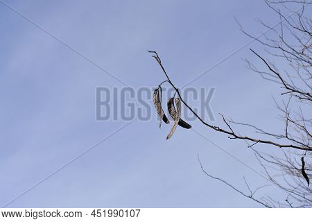 Thornless Honey Locust Bare Branches With Seed Pod