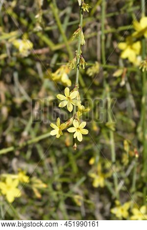 Winter Jasmine Green Branches With Yellow Flowers