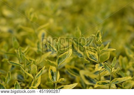 Wintercreeper Emerald And Gold Leaves In The Garden