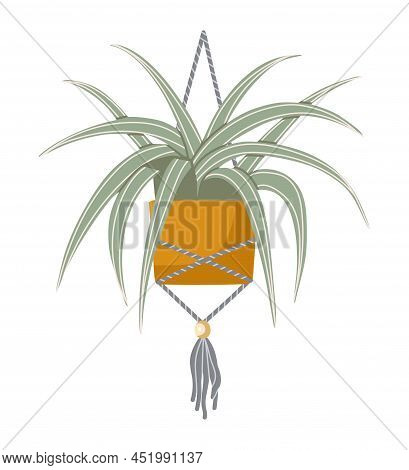 Vector Isolated Element. Houseplant. Chlorophytum. A Flower In A Pot. Color Image On A White Backgro