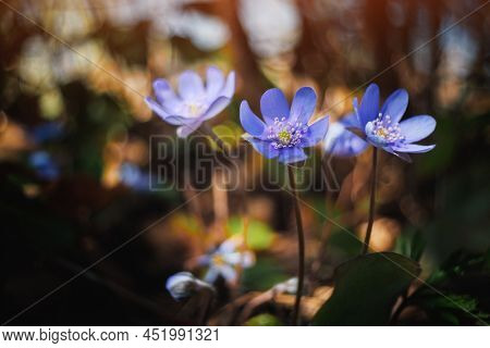 Biautiful blue spring flower in forest leaves closeup. Nature macro photography