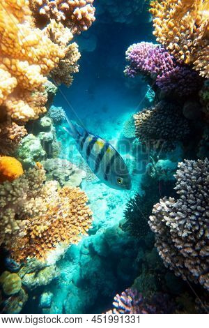 Sergeant Major Fish school (Abudefduf saxatilis or pintano) on a coral reef in the Red Sea, Egypt. Snorkeling scuba and diving background. Underwater shot
