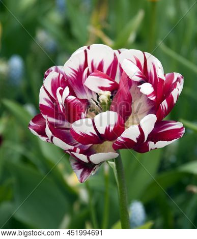 Dubble Flower Tulip In Holland On The Floriade Expo