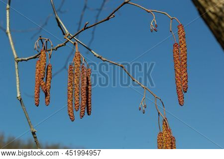 European Alder, Alnus Glutinosa, Branch With Mature Female Catkins, Blooming Male Catkins And Buds O