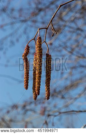 European Alder, Alnus Glutinosa, Branch With Mature Female Catkins, Blooming Male Catkins And Buds O