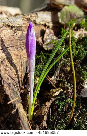 Sunlit Purple Crocus Flowers, Crocus Tommasinianus, Barr's Purple, Blooming In Spring, Side View, Gr