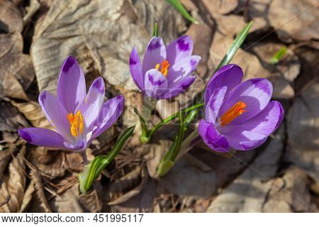 Close Up Of A Woodland Crocus, Crocus Tommasinianus, Flower Emerging Into Bloom