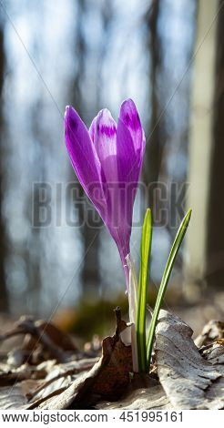 Sunlit Purple Crocus Flowers, Crocus Tommasinianus, Barr's Purple, Blooming In Spring, Side View, Gr