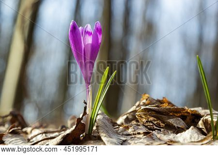 Sunlit Purple Crocus Flowers, Crocus Tommasinianus, Barr's Purple, Blooming In Spring, Side View, Gr