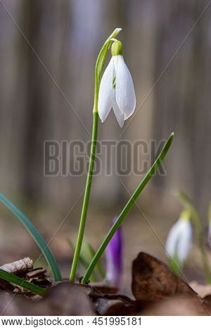 White Snowdrop Flower, Close Up. Galanthus Blossoms Illuminated By The Sun In The Green Blurred Back
