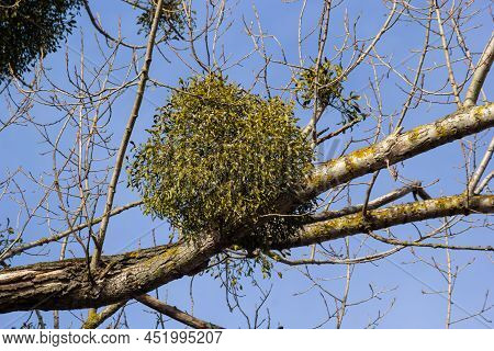 A Sick Withered Tree Attacked By Mistletoe, Viscum. They Are Woody, Obligate Hemiparasitic Shrubs