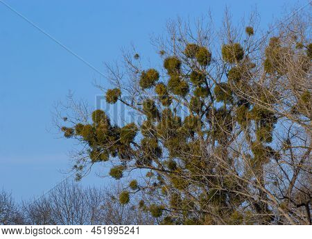 A Sick Withered Tree Attacked By Mistletoe, Viscum. They Are Woody, Obligate Hemiparasitic Shrubs