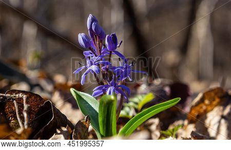 The Ephemeroid Plant Scilla Bifolia Blooms In The Spring Forest Against The Background Of The Forest