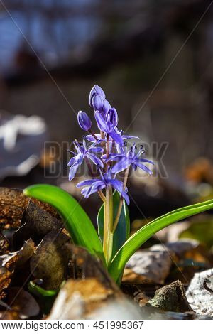 The Ephemeroid Plant Scilla Bifolia Blooms In The Spring Forest Against The Background Of The Forest