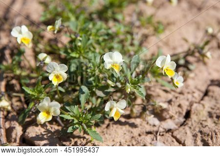 A Group Of Wild Pansies, Johnny Jump Up, Viola Tricolor, Native European Wild Flowers Blooming On A 