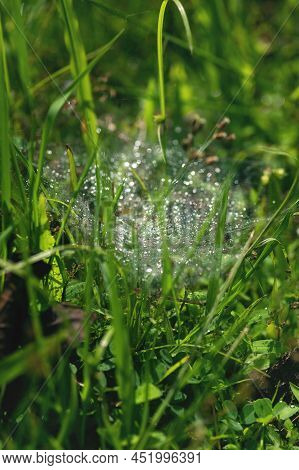 Morning Dew On Spider Web In The Green Grass