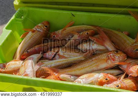 Fresh Fish On Box In Port Transferred By Fishermen From The Boat To The Market, Galicia, Spain. High